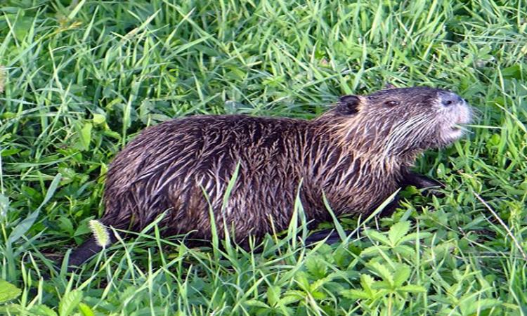 Un esemplare di nutria.